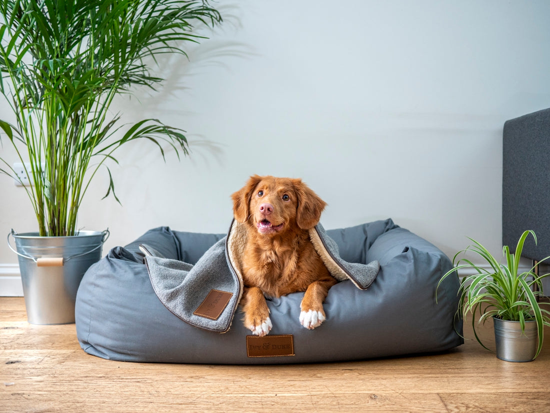 A golden retriever mix dog resting in a grey dog bed with a blanket