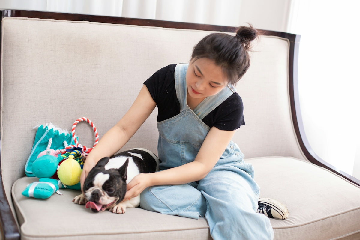 Woman pets a boston terrier on a sofa