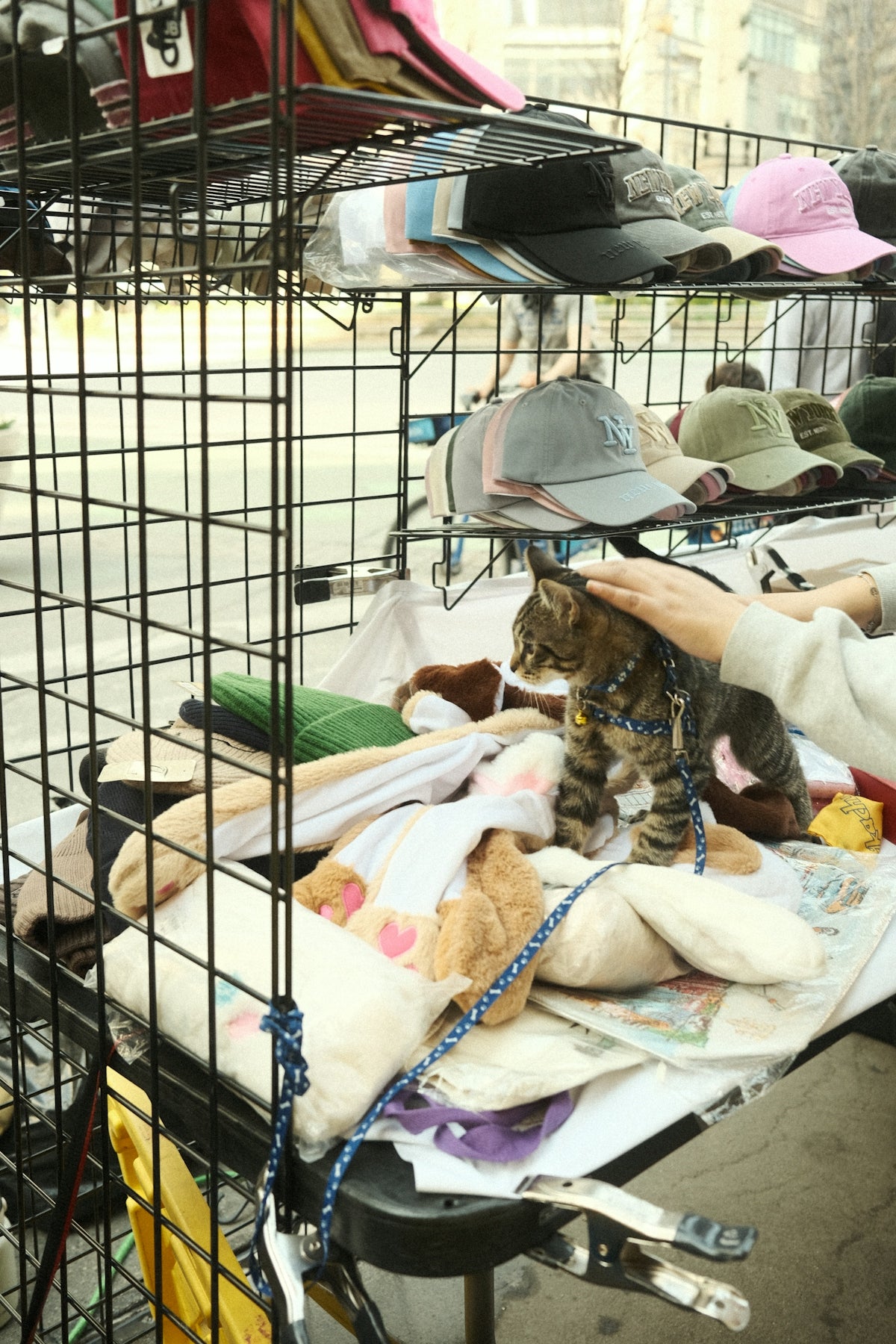 A cat gets pet while browsing hats and clothes