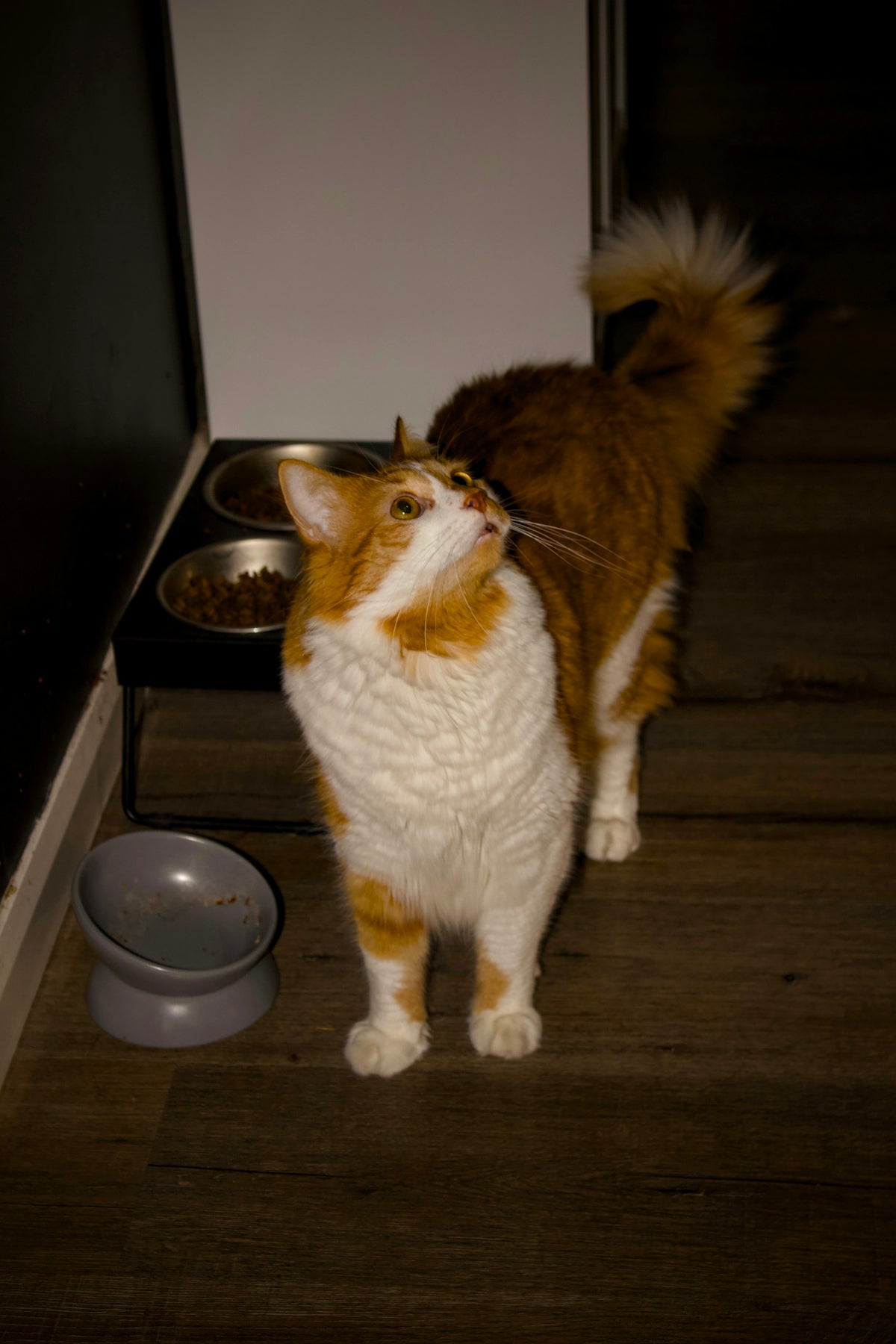 An orange and white cat stands near food bowls