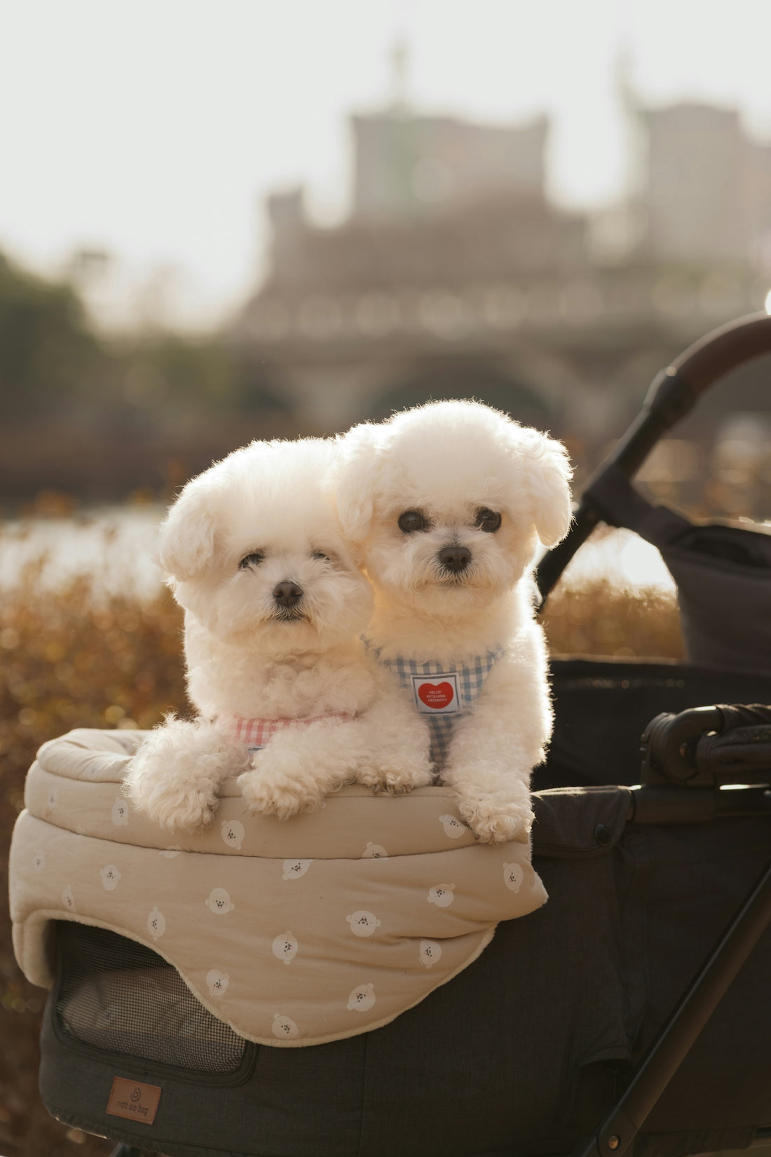 Two fluffy white puppies sit together in a pet stroller