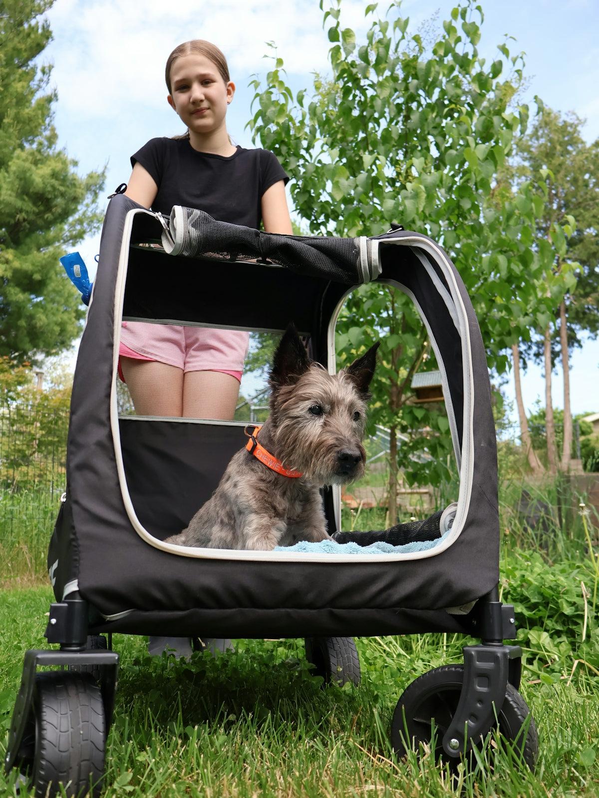 A girl pushes a dog in a pet stroller outdoors