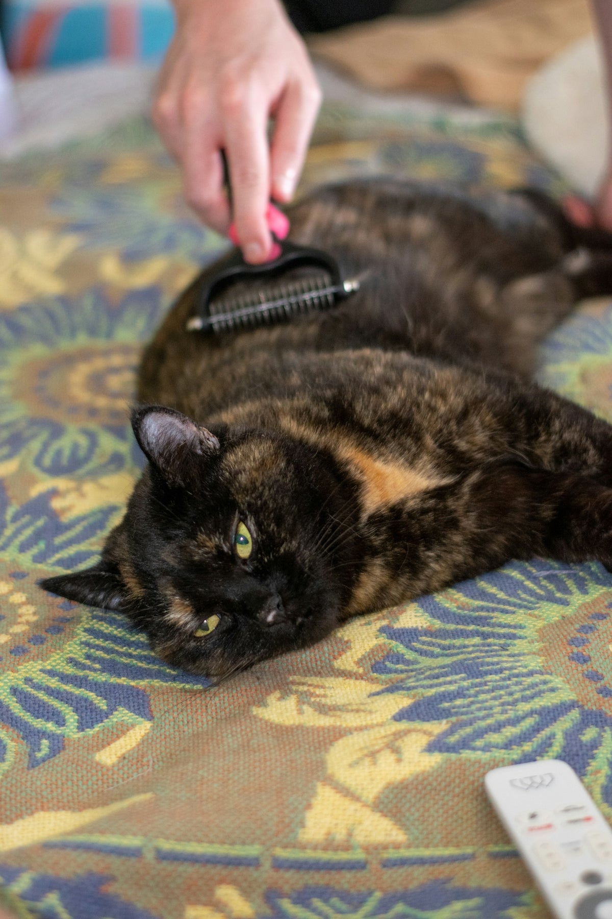 A person grooming a tortoiseshell cat on a patterned blanket