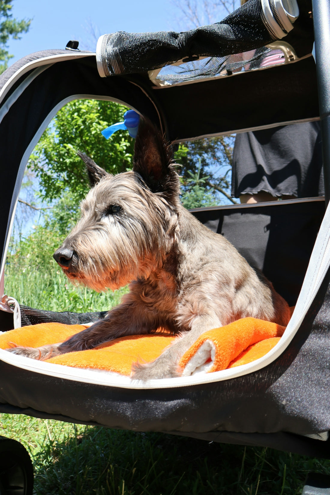 Shaggy grey dog relaxing in a pet stroller