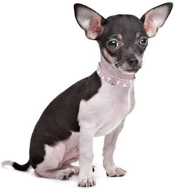 Cat Collars, Rhinestone for Girl Cats Bling Kitten Flower Adjustable Breakaway - Image 5
