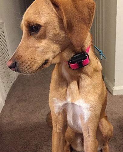 Sparky Pet Co - ECollar Replacement Strap - Bungee Dog Collar - Waterproof - - Image 7
