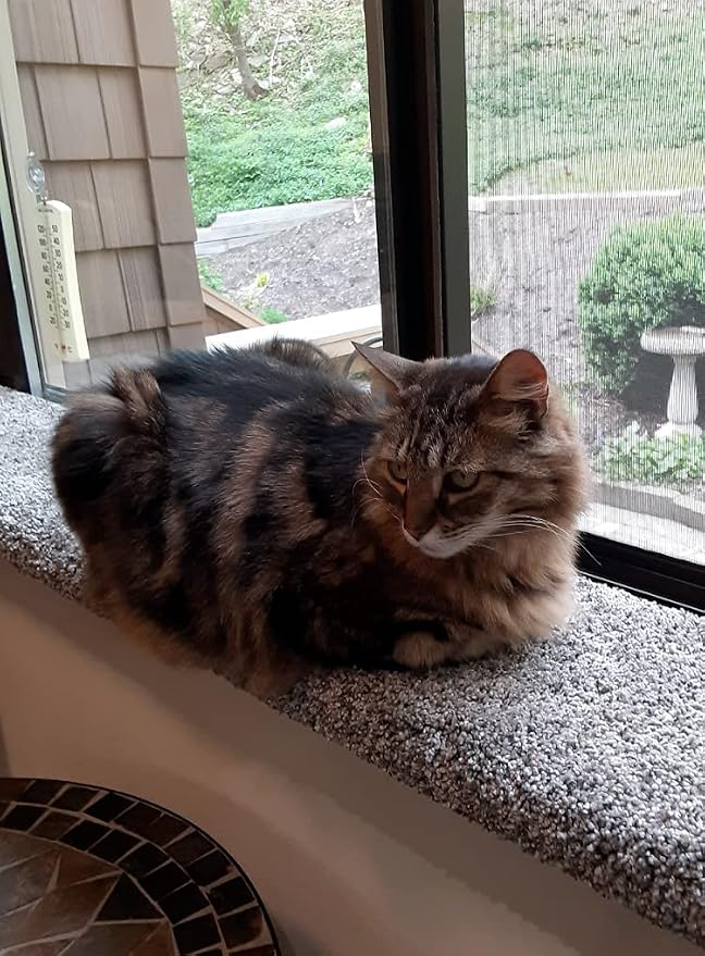 Purrched Cat Window Perch - Image 3