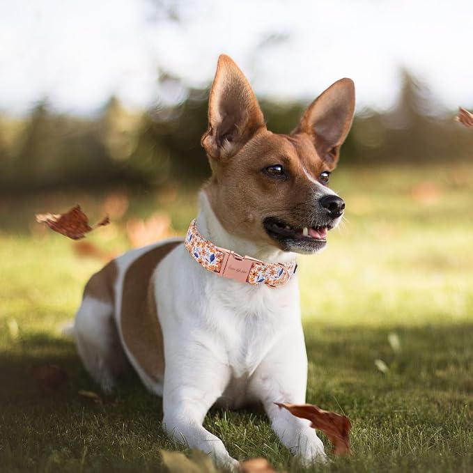 Unique style paws Dog Collar Metal Buckle Collar - Image 3