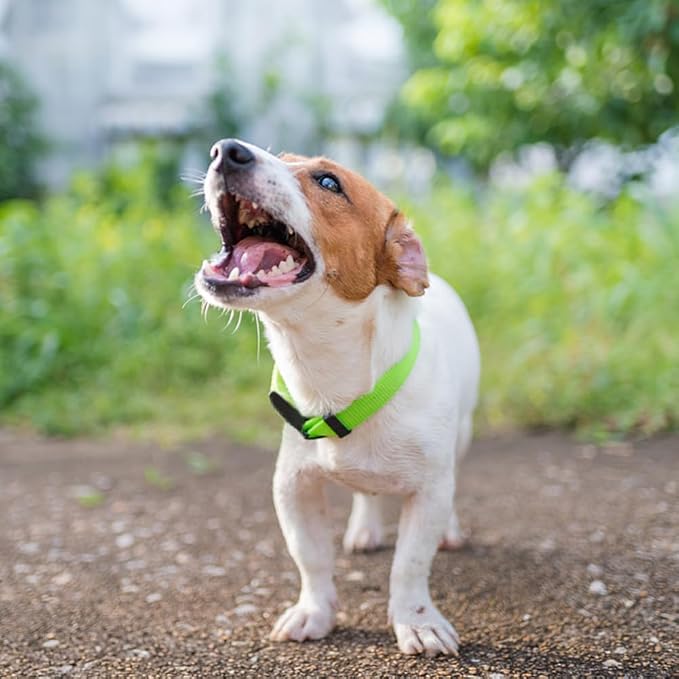 Dog Collar Green Basic Dog Collars - Image 2
