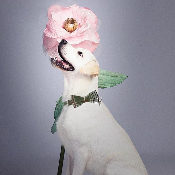 SuperBuddy Dog Collar, Adjustable Dog Collar - Image 5
