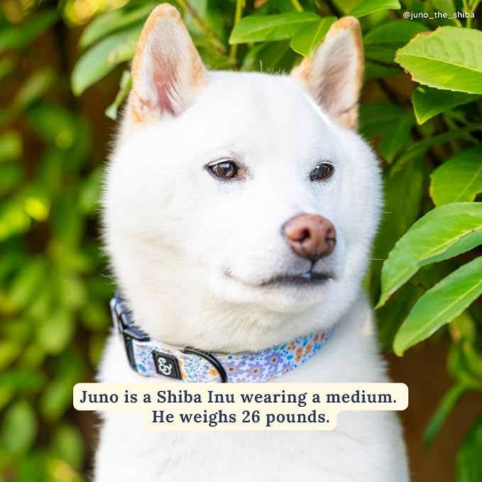 Lucy & Co. Among The Wildflowers Dog Collar - Image 4