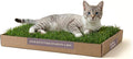 Kitty Lawn Real Grass Cat Window Perch by DoggieLawn