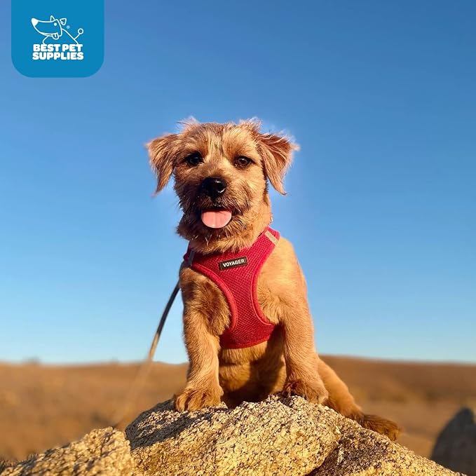 Best Pet Supplies Voyager Step-in Air Harness - Image 10