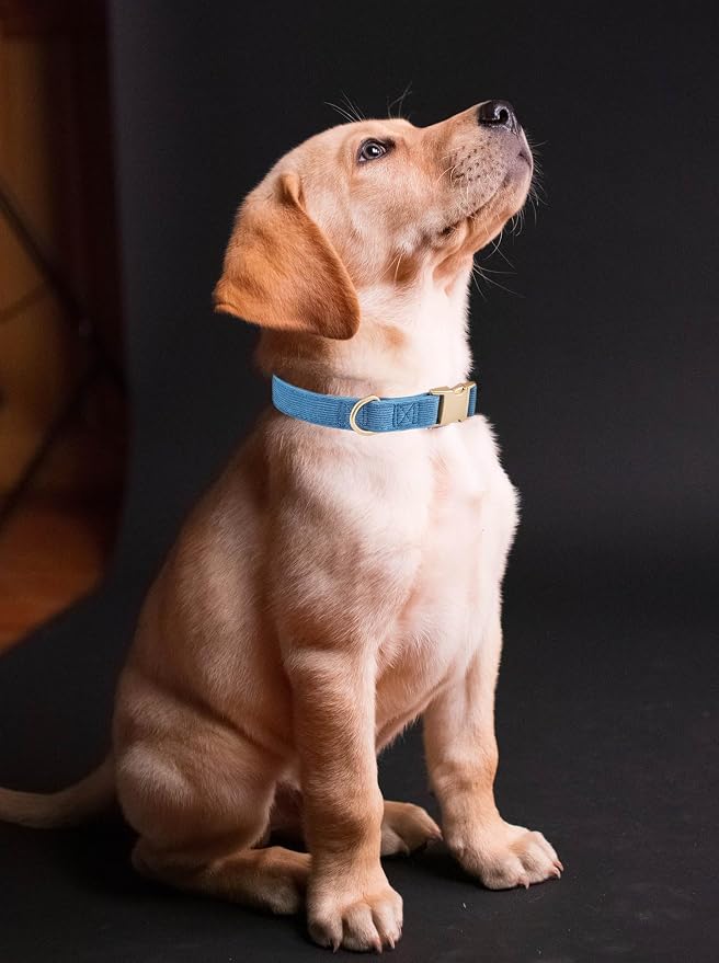 Soft Cotton Dog Collar with Metal Buckle Adjustable Heavy Duty Comfy Corduroy - Image 3