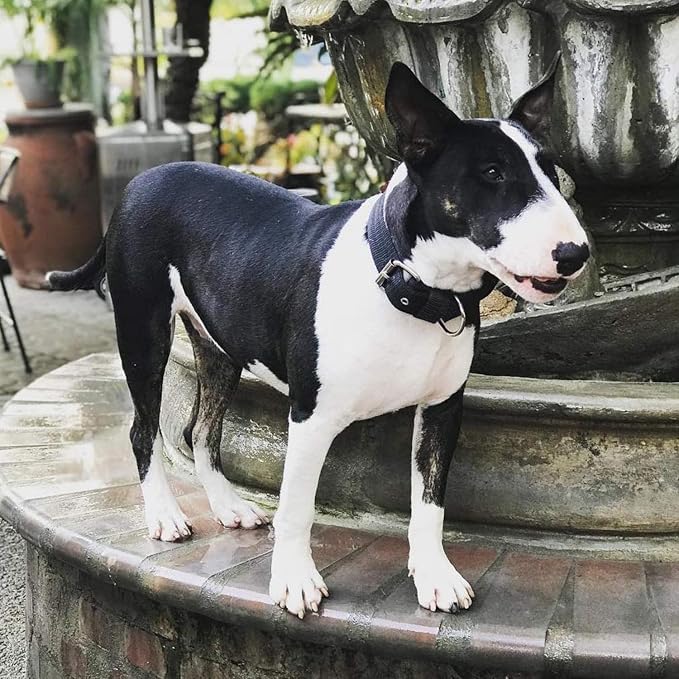 Heavy Duty Tactical Dog Collar - Image 6