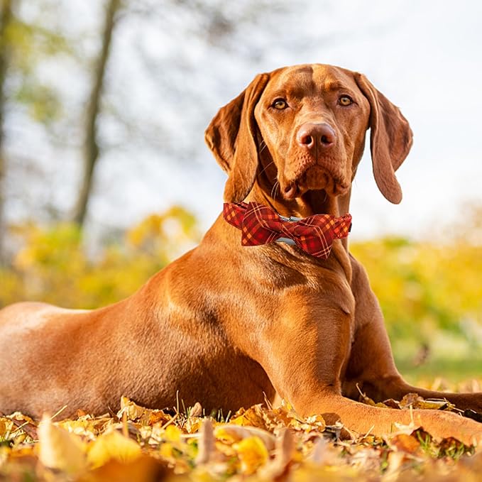 Fall Dog Collar, Pet Collar - Image 6