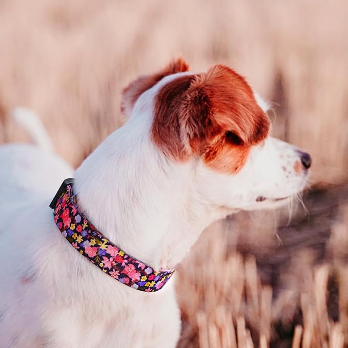 QQPETS Adjustable Soft Dog Collar: Print Flower Pink Multicolor Cute Patterns - Image 2