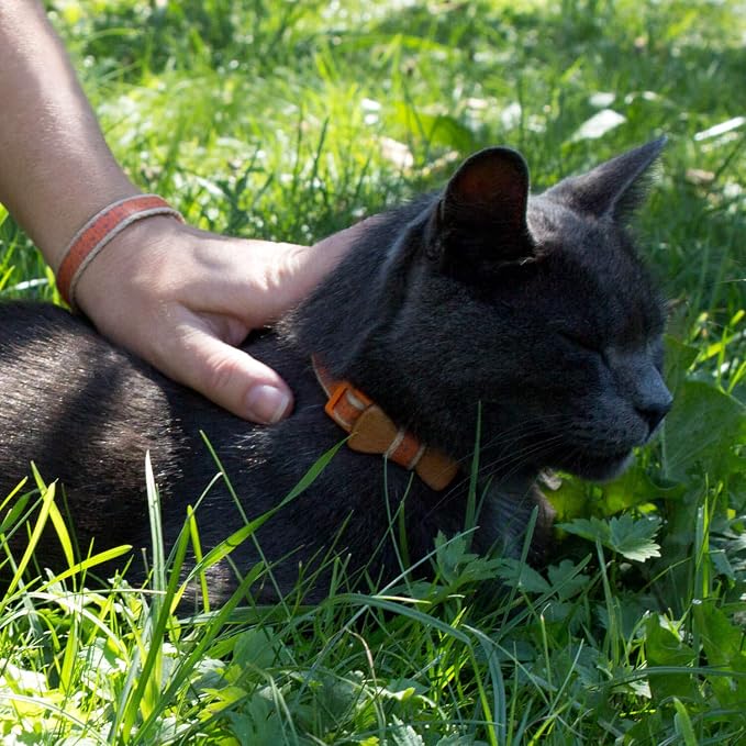 Pettsie Breakaway Cat Collar - Image 4