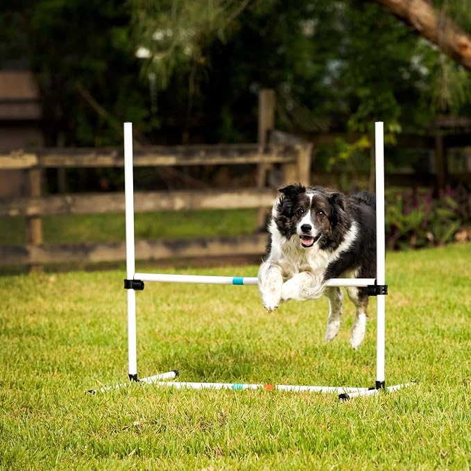 Midlee Dog Agility Bar Jumps- Set of 4 Jumps - Image 8