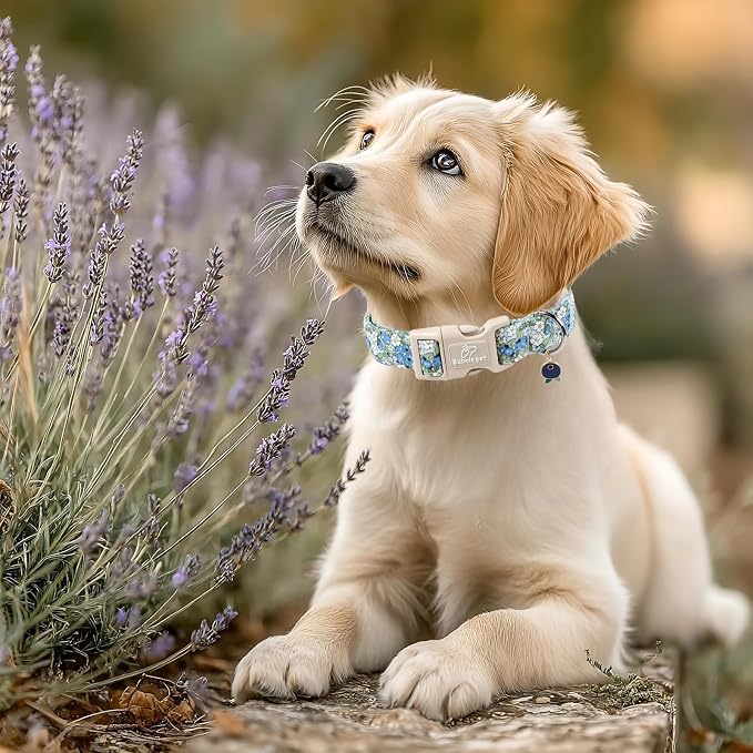 Blueberry Pattern Dog Collar, Cute Light Blue Spring Summer Puppy Collar - Image 5