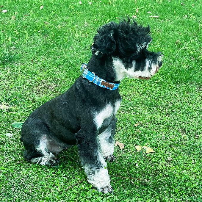 Unique style paws Dog Collar Metal Buckle Blue Plaid Durable Cute Puppy Collar - Image 4